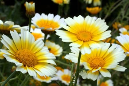 Цветы Chrysanthemum coronarium
